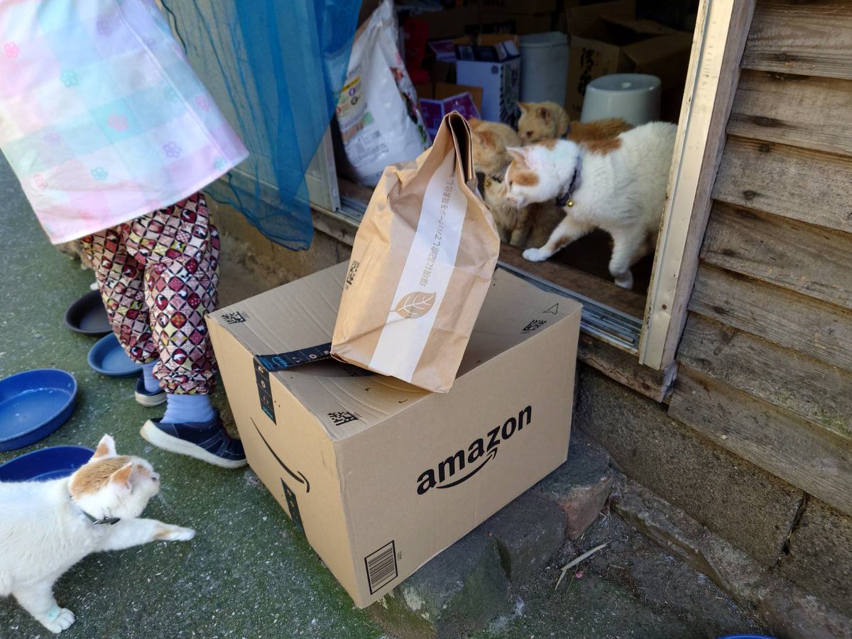 青島猫を支援する会-青島・島民15人猫100匹以上の島- tweet media