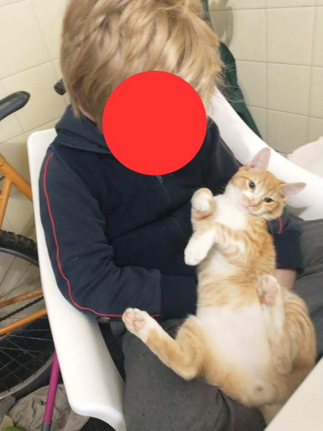 Torturó y mató al gato en frente de el niño que cuidaba (también lastimó al menor ya que el quiso rescatar a su mascota) y la causa quedó ahi, hasta que siguió pidiendo gatos para matar y las rescatistas de @almas_felinas_ (en ig) se dieron cuenta. De ahi solo salen más casos