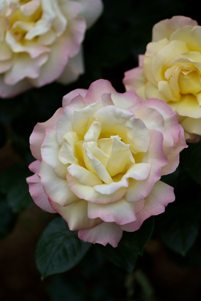BeatMocha's tweet photo. #散歩写真 #バラ #S5Pro #Tamron90mmMacro おはようございます🌞 https://t.co/vBp26RVZuY