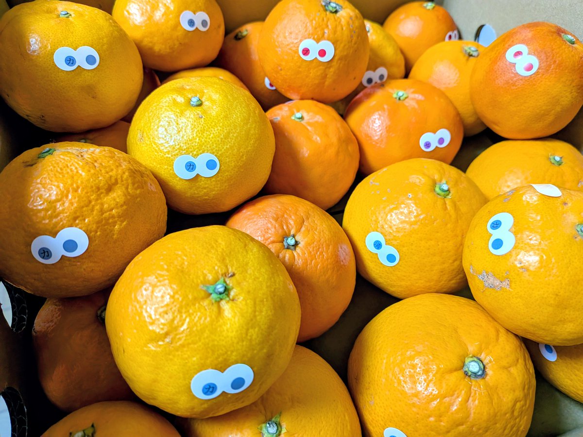 アイアムカンキツ🍊
この時期は冷やして食べるのもオススメです👀