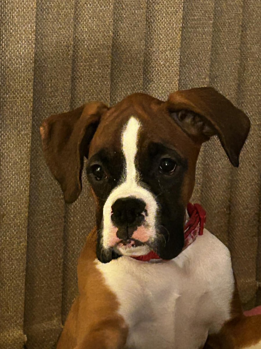 lives2talk's tweet photo. @SarahFreemark Just heard you say that you had a Boxer growing up. We've always had Boxers. Here is our new puppy. https://t.co/xsZ24C2bQS