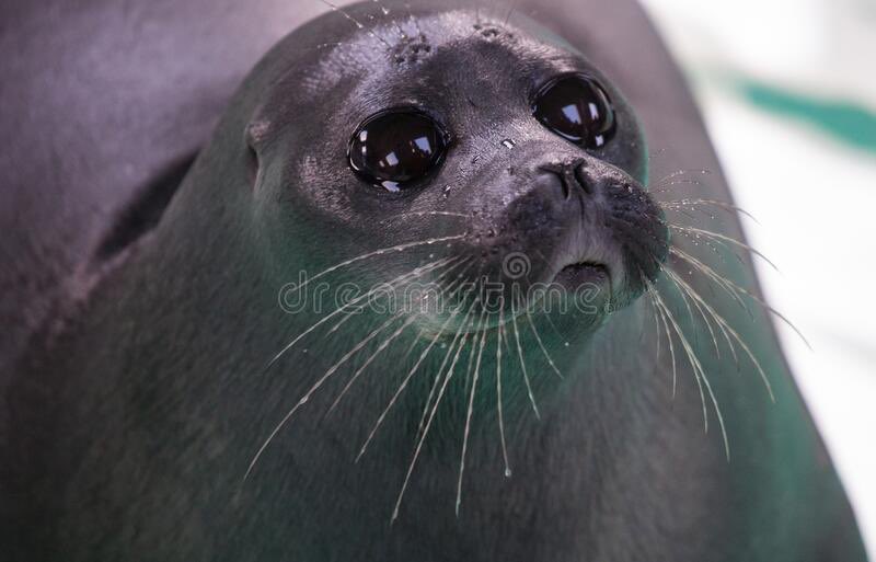 🚫NOT TUNA🚫 tweet media