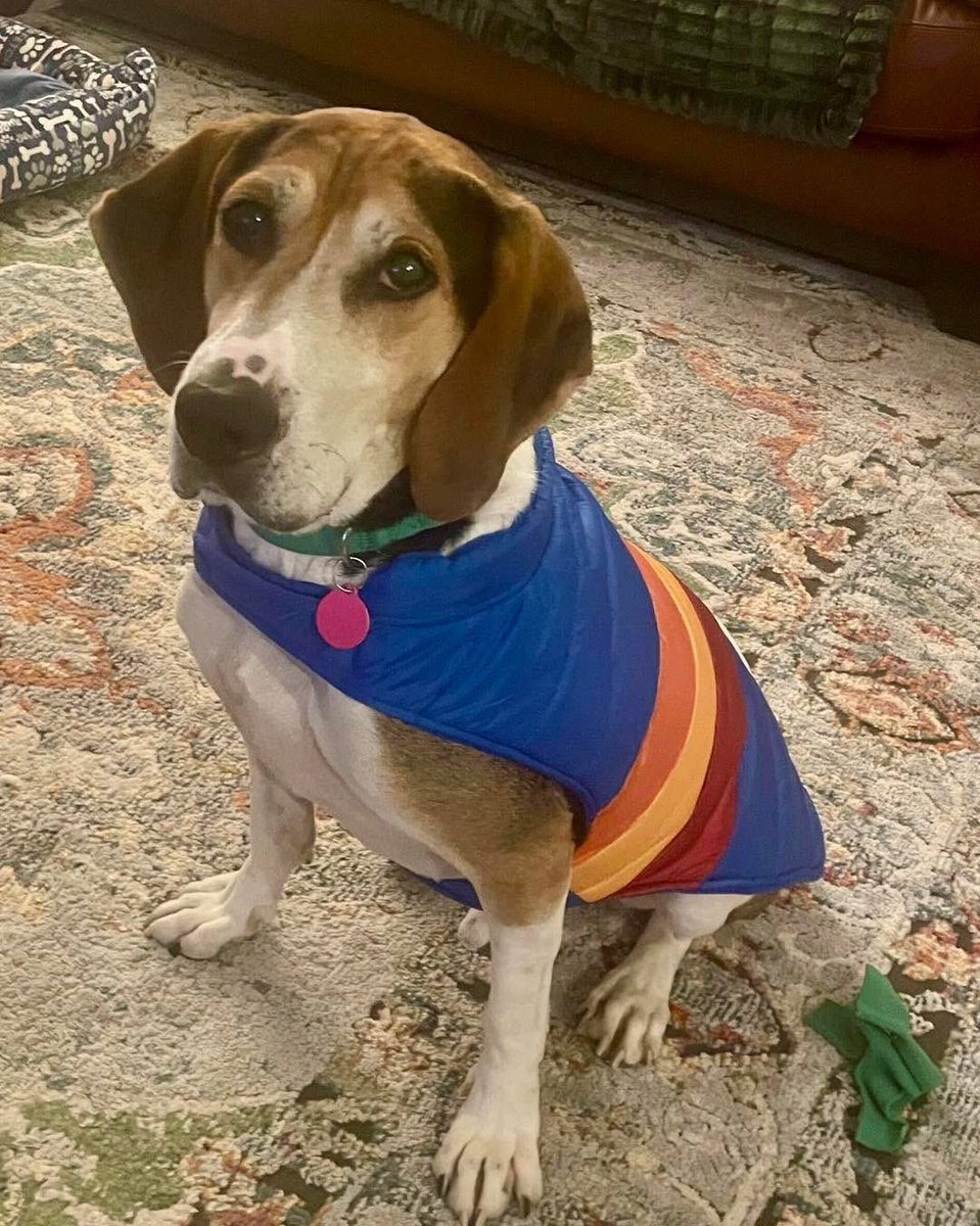 Rescue Dogs Rock, D.C. 🐾🐾🇺🇸 tweet media