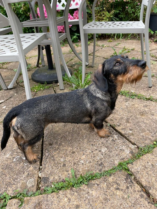 millypod1's tweet photo. ๐4 MAY 2026 #Lost Nell and Hazel #ScanMe Dachshund Teckle & Black & White Terrier Females
#Hawkridge #BarleValley #TA22
County #Dulverton #Somerset
Both very friendly #SausageArmy
https://t.co/TOYk5CYR0c https://t.co/WwlakwO9wN