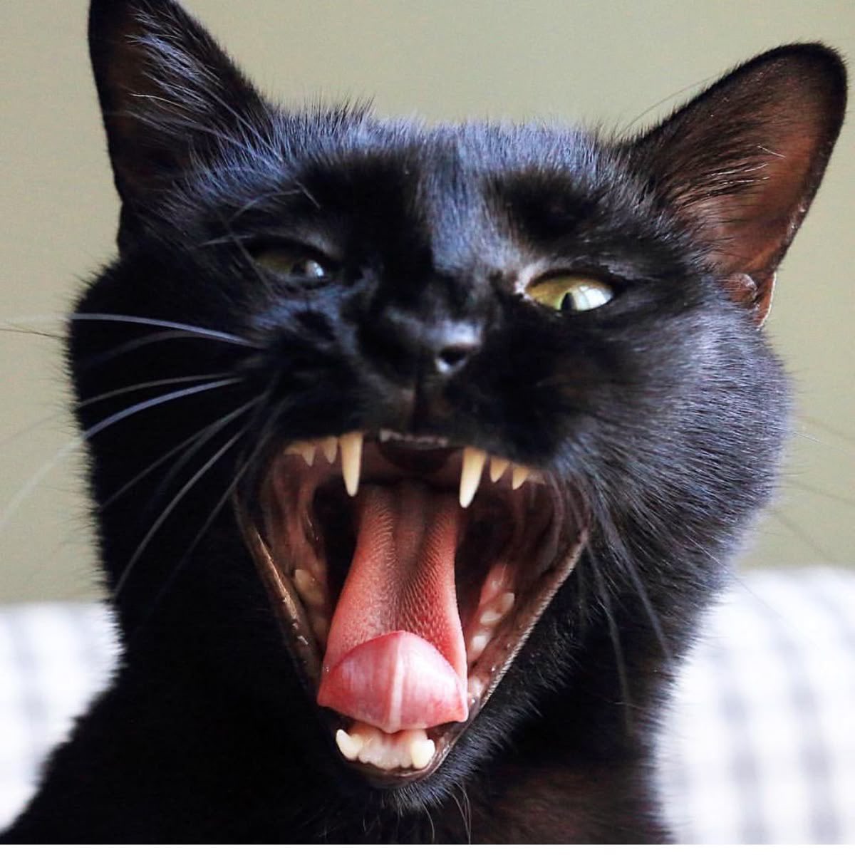 Rebel Cats tweet media