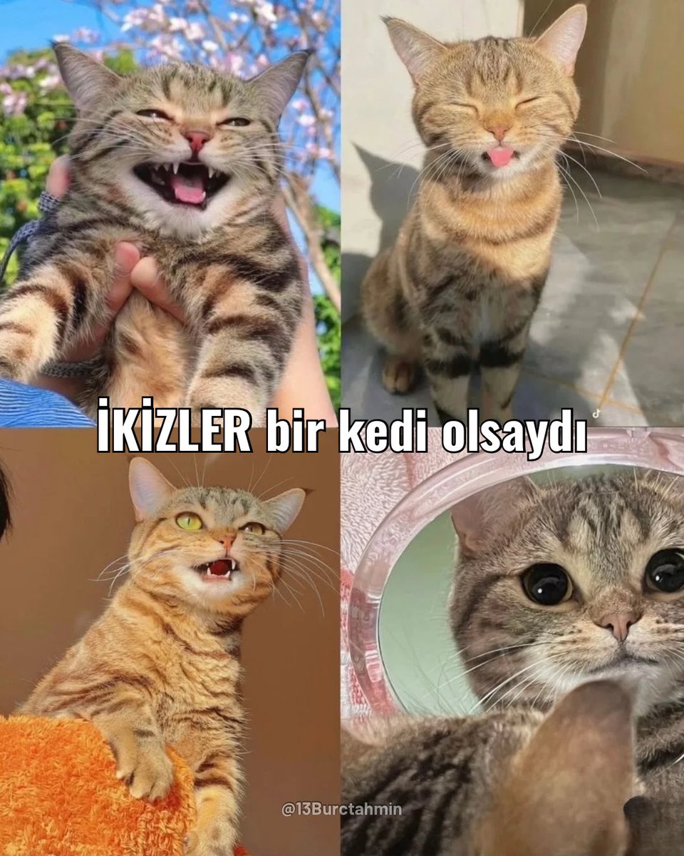13burctahmin's tweet photo. İKİZLER bir kedi olsaydı https://t.co/D7CAxlQhOx