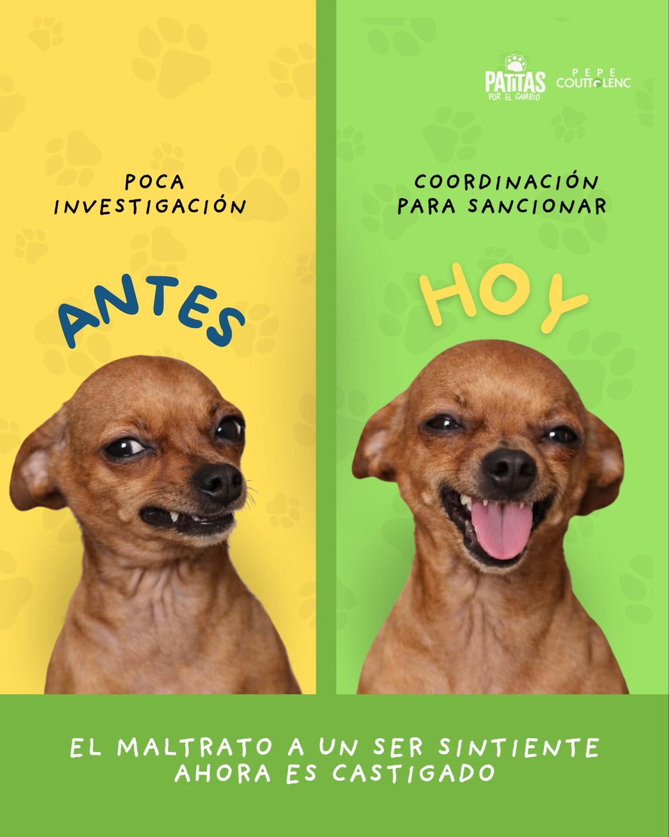 Pepe Couttolenc tweet media