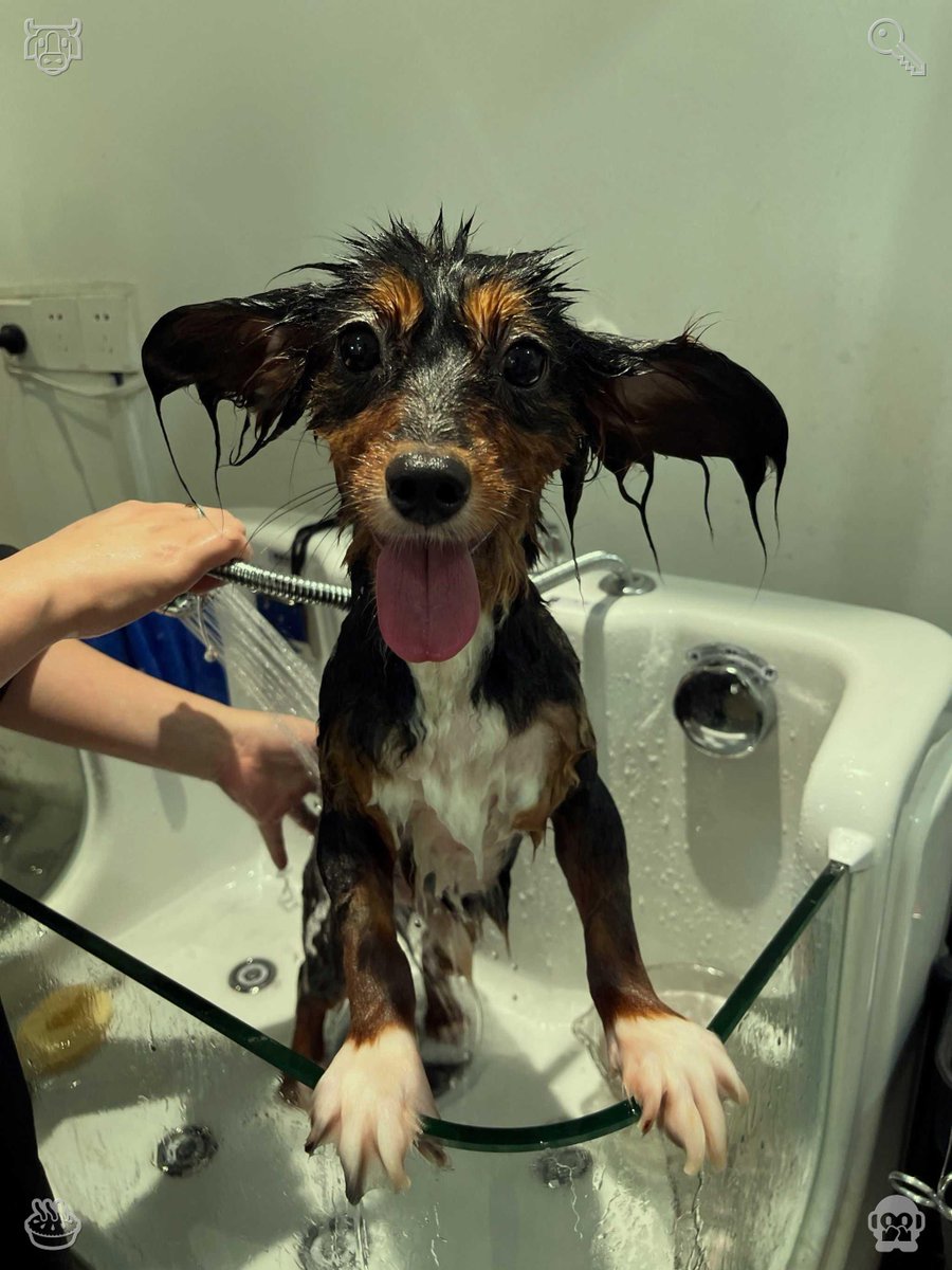 sho_henachoco's tweet photo. 子犬は全身を舌で舐めて、常に自分の毛を清潔に保ちます。特に足の指先や尻尾の先も念入りに舐めます。 https://t.co/zIj1ty5nNP