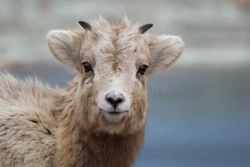 Key_Diva's tweet photo. Vox has lil horns under his hair and my only thought is:
.
.
.
#MiCute ❤️ https://t.co/hEhzfSUfJ3