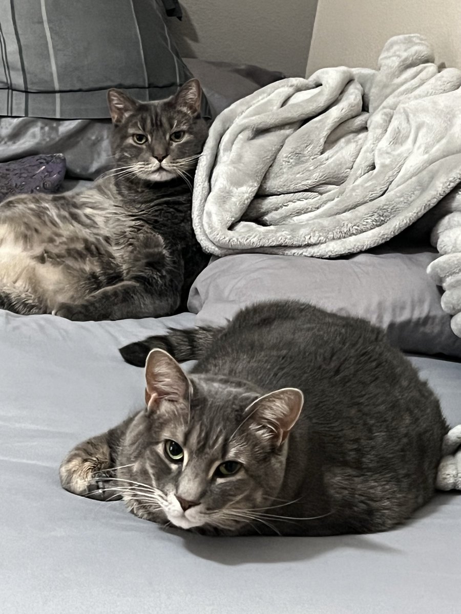 itsmichaelbb's tweet photo. @tru_fru Maverick &amp; Goose would appreciate that pls and thank you 🙂‍↕️🙏 https://t.co/5BlwvHO8ne