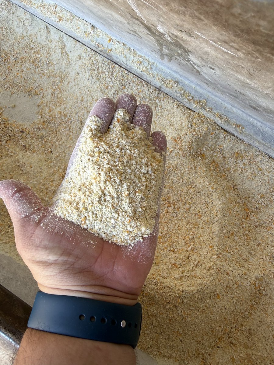 osvaldowluna's tweet photo. Recría sobre alfalfa con suplementación de maíz, soja y núcleo. https://t.co/JJr0lJHYt3