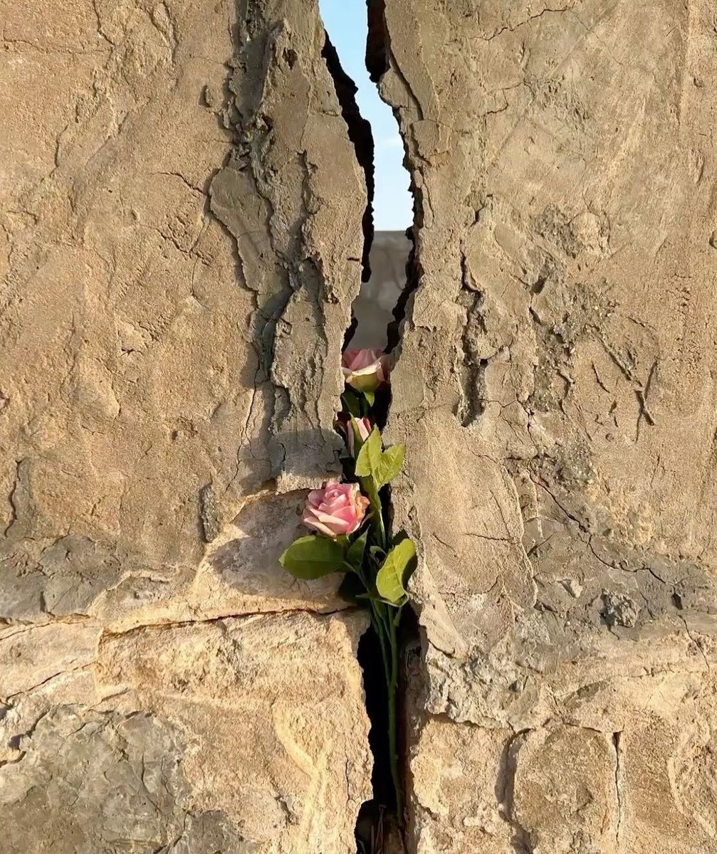 في هذه الحياة..توقّع أيّ شيء..
من أيّ أحد و في أيّ وقت..
كلّ الأشخاص حولنا بذور..نجهل نوعها..
لكنّنا نكتشف حقيقتهم عندما نزرعهم في حياتنا..قد يصبحون ورداً يعطّر أيّامنا..
أو شوكاً يؤلم قلوبنا ….