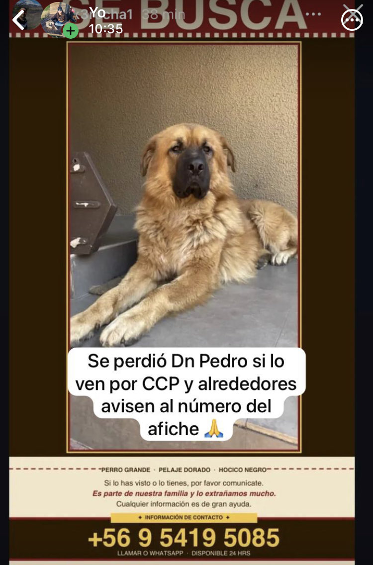LorenaJaraS's tweet photo. Concepción,San Pedro y alrededores
Se perdió Don Pedro de San Pedro su flia lo busca y aún no logra llegar a su paradero lo han visto por el Parque Ecuador quizás anda cerca de la UDEC si lo ven avisar al Nº de teléfono que sale en el afiche es unas sobrinas 🙏🙏🙏🐾🐾 https://t.co/eUS9m2NSIv