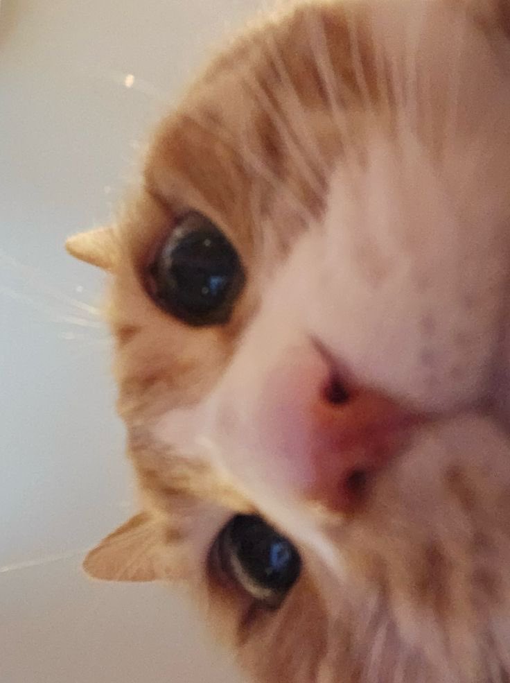 linospillowcase's tweet photo. 🐿️🐰 mnsvng socmed au ⋆˚꩜｡

mvnho has an account for his three cats and posts them daily. when one of his cats go missing and an unfortunate jsvng takes the creature in after finding him on the street, chaos ensues on twt. https://t.co/rVtmInJZvb