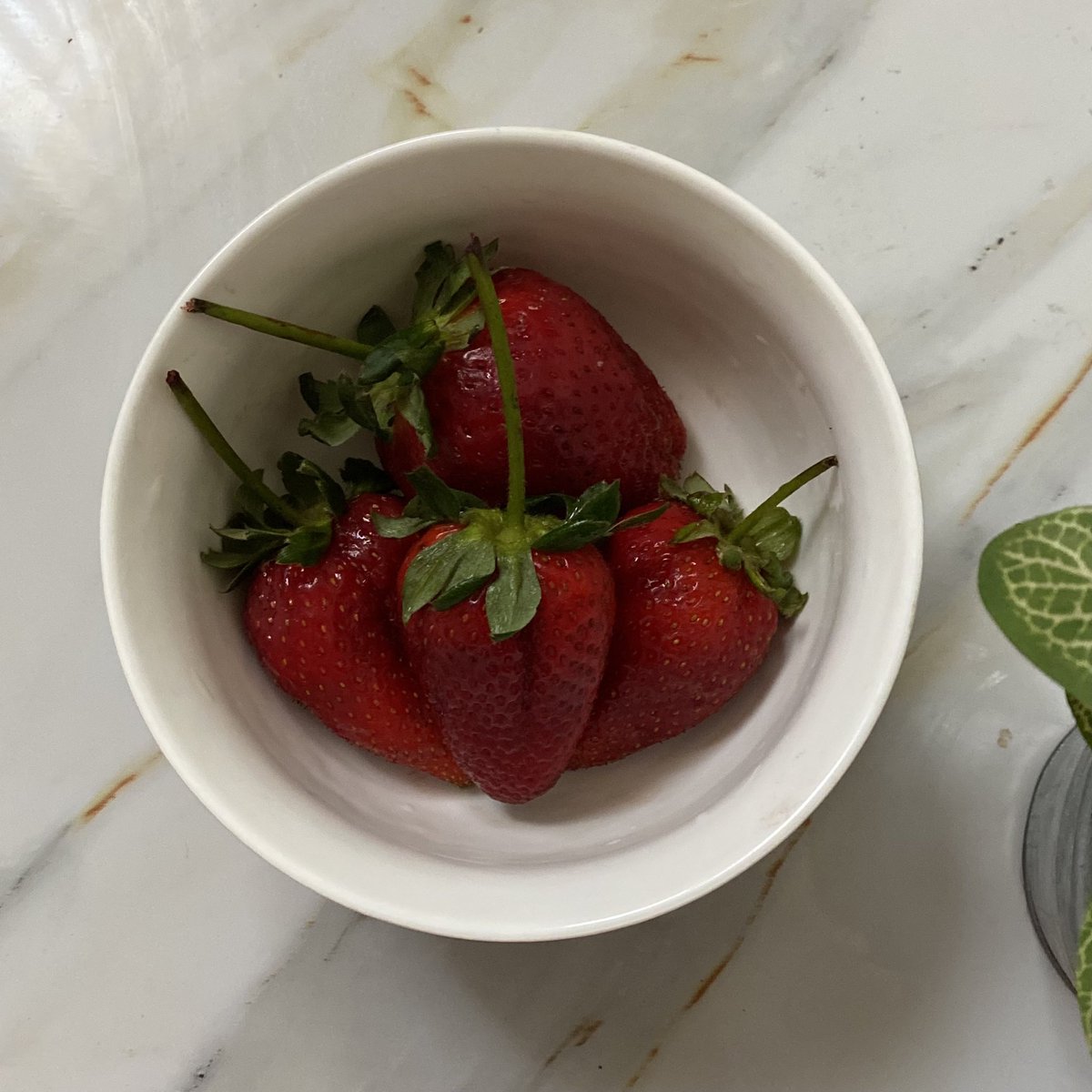 __artb's tweet photo. 🌱🍓 https://t.co/NESRpU1GW9