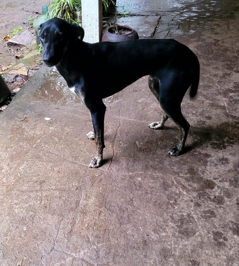 Éstos 2 cachorrones hermosos, los tuvieron siempre en calidad de alarma en un campo.
Ahora se van, y los abandonan.
Se necesita urgente tránsito o adopción responsable!!!
11 6562-5775