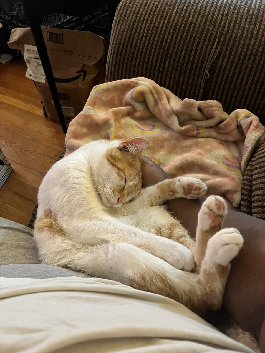 FlyIngenuity's tweet photo. Sharing again to see if I can move it out of my little circle. Here's a kitty pretending to sleep as payment. Every share helps. No donations today. Thank you. https://t.co/xJBVTSpfSB