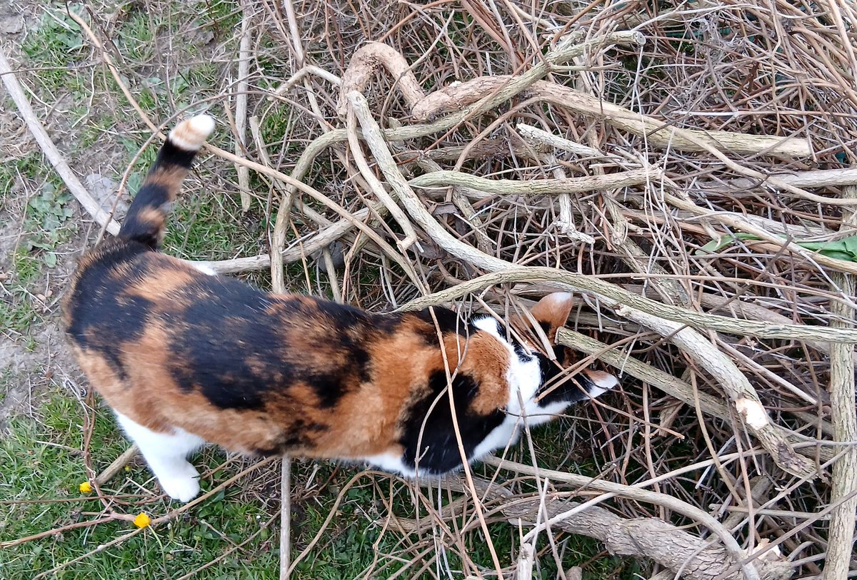 WatkinsWanders's tweet photo. Bella is trying to entice a mouse out from under the tangle. #mousehunt #hedgewatch https://t.co/tDmpt9y4hz