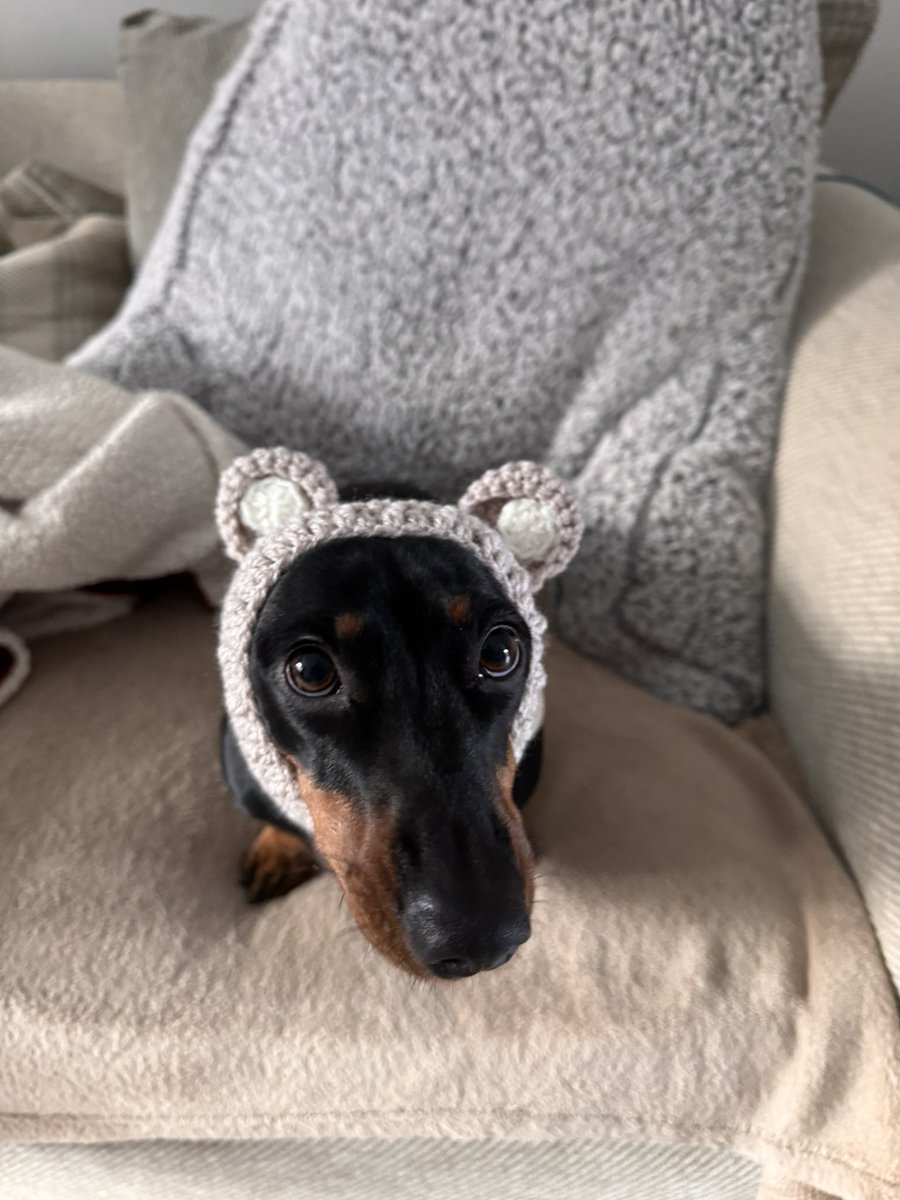 ciera_smithh's tweet photo. @tru_fru willow says hiiiii🤍 https://t.co/DSmANYXCJg