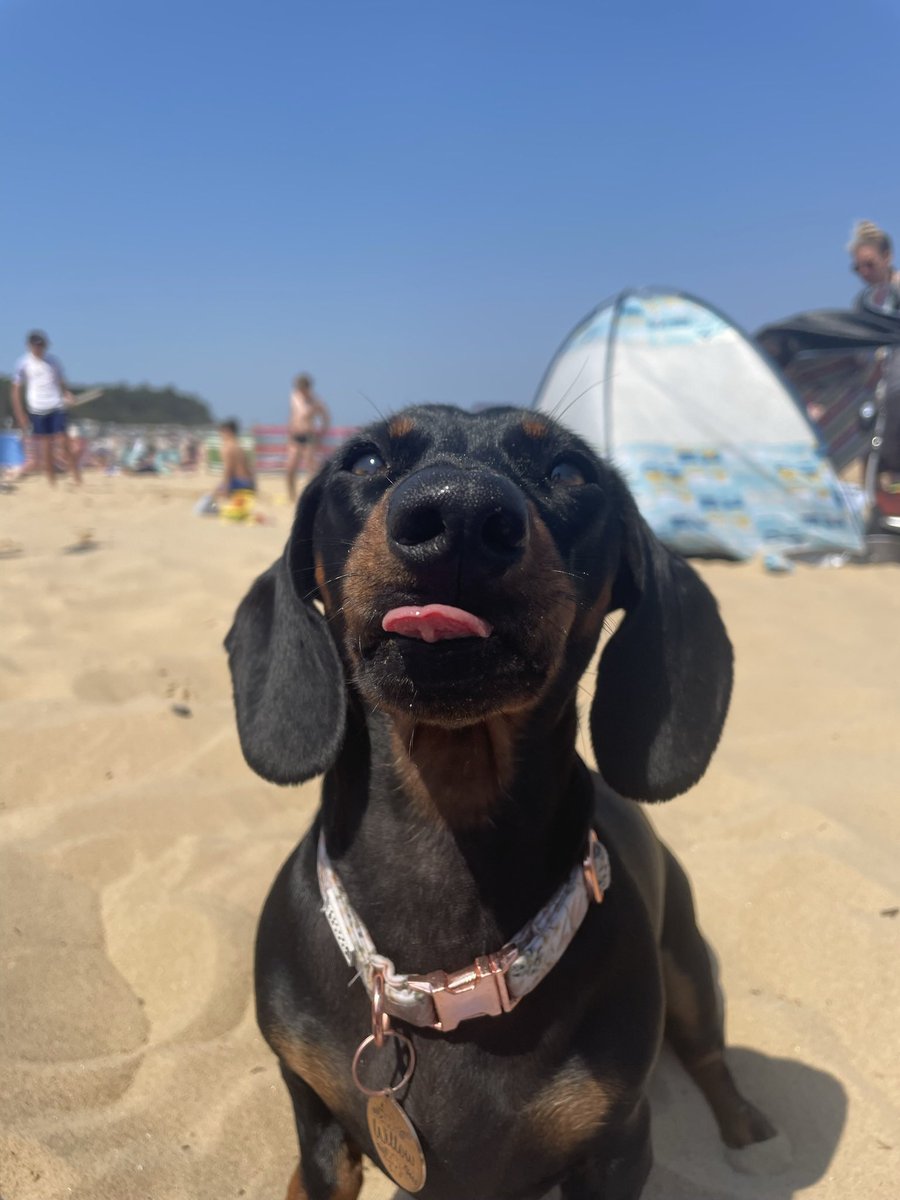 ciera_smithh's tweet photo. @tru_fru willow says hiiiii🤍 https://t.co/DSmANYXCJg
