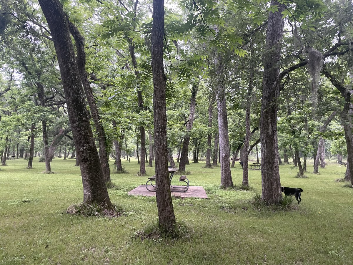 Rosered2828's tweet photo. The stretching reaching oaks 🌳  
Muggy out, but worth the sweating 😅 https://t.co/eASgXeGlAE