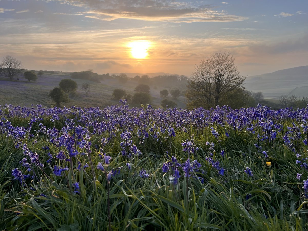 BuckleyDeb's tweet photo. @SarahWoods66 Never tired of bluebells. https://t.co/mmVXWQ83D9