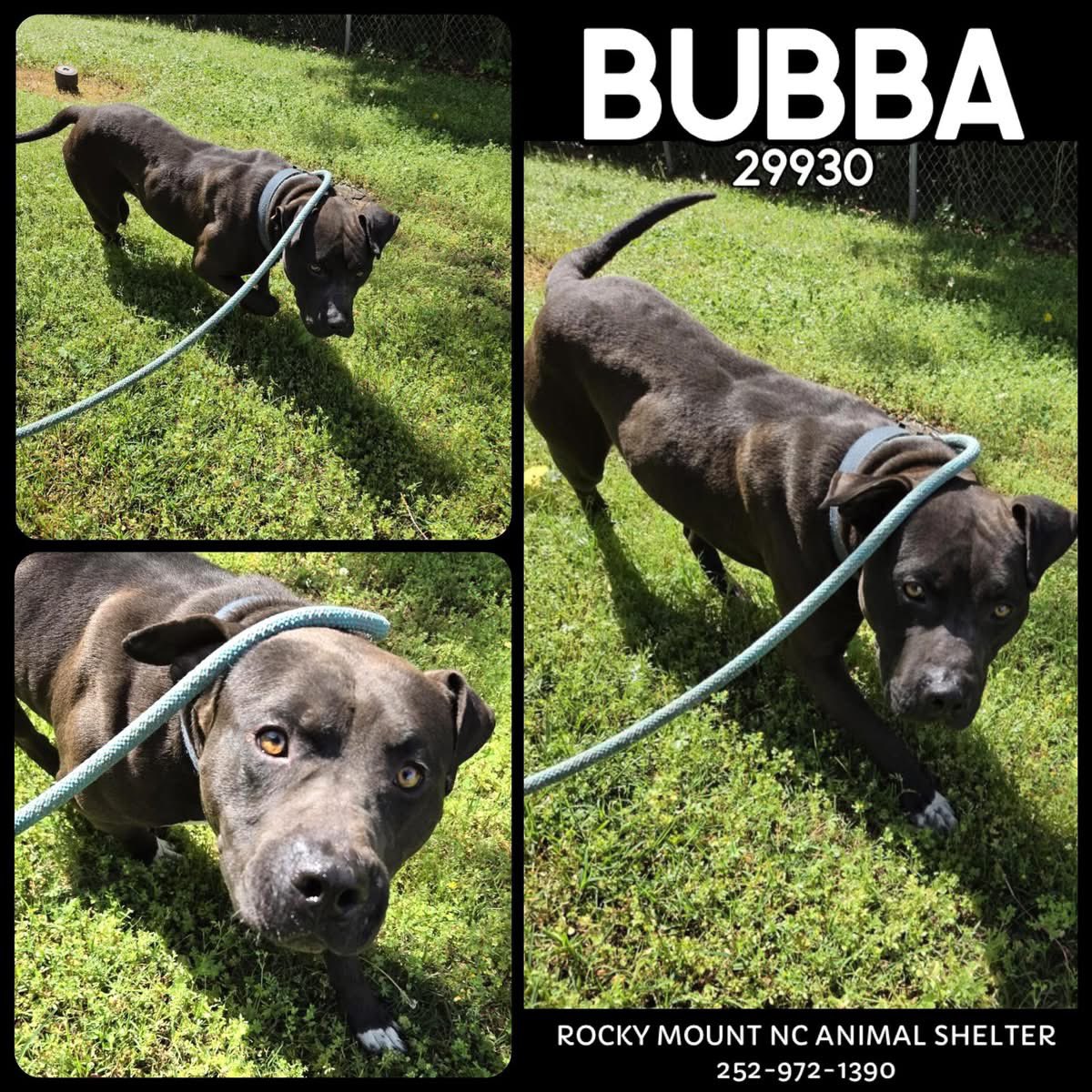 🚨🐾 BUBBA IS OUT OF TIME 🐾🚨
Bubba doesn’t have any time left &amp;he needs someone to help him right now. 💔

He didn’t do anything wrong! he just ended up out of time

Bubba is affectionate,friendly &amp; still playful. He’s a sweet older boy w/a curious spirit &amp; so much love to give