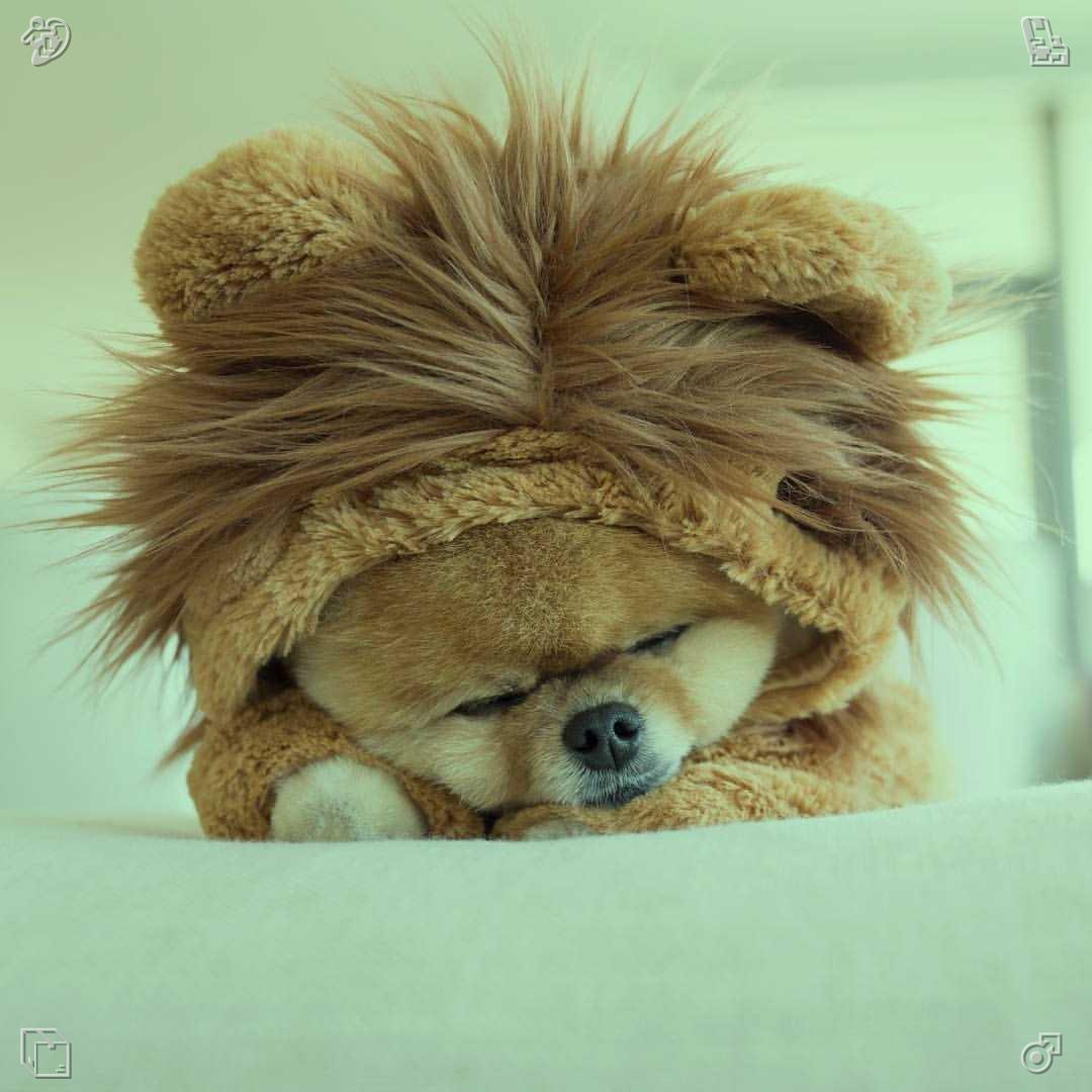 Y19921002's tweet photo. 子犬は午後のおやつとしてハムをもらうと、嬉しそうに飛び跳ね、ゆっくりと噛みしめて味わいました。 https://t.co/LY7hnJQBH0