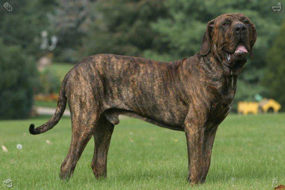 子犬は公園で他の犬と交流する時、友好的に挨拶を交わしながら一緒に駆け回り、嬉しそうに吠えるのです。