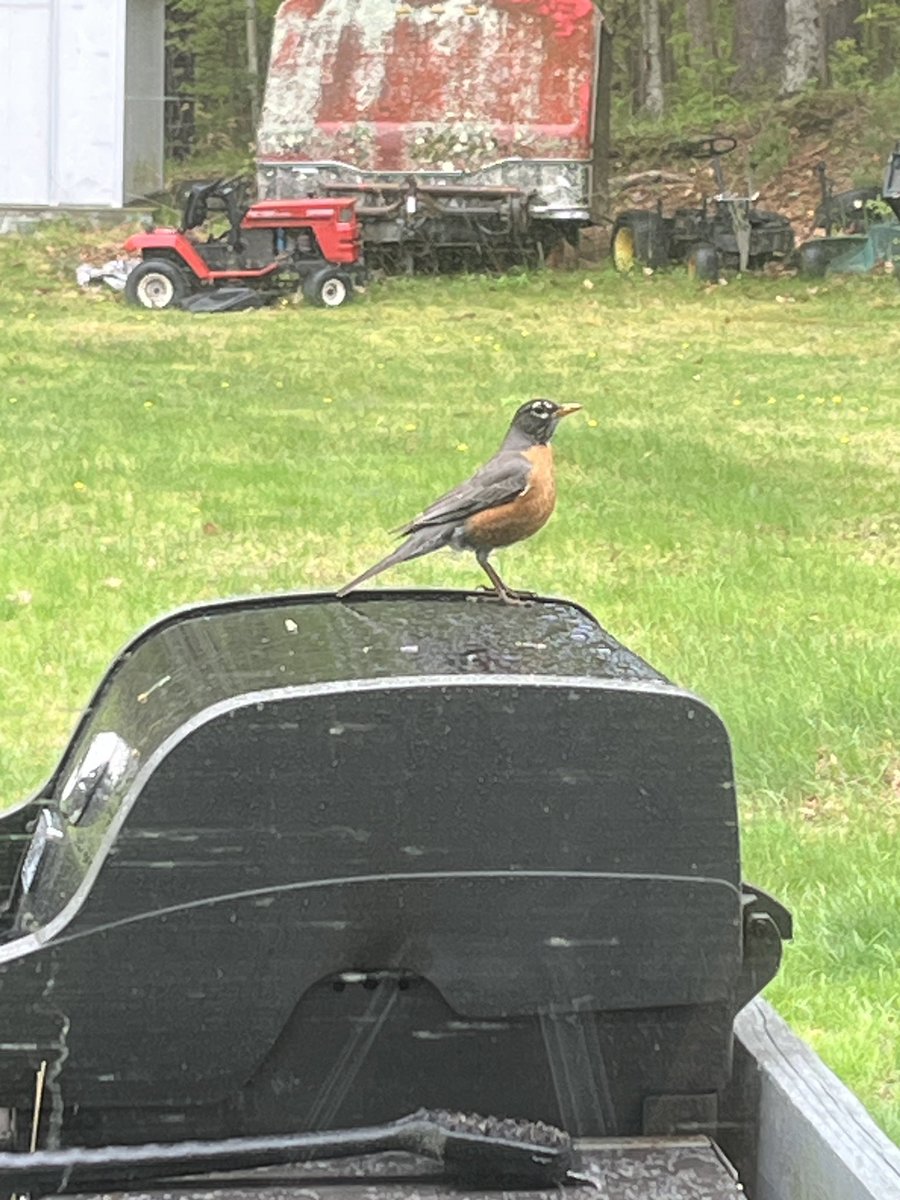 Big robin on da grill