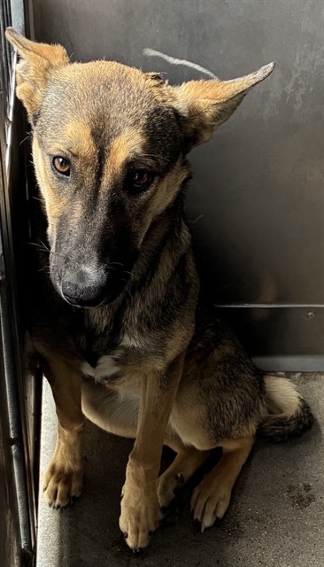 itsadogslifersq's tweet photo. VIOLET #A842343
1yo.#gsdmix #shepherdmix #puppy

So many dogs in #Devore. Puppies...
Videos or not, I'm just going to #share their pictures &amp; listings.

Help an animal today. 

If you can add to your family, pls #adopt, or #foster at no cost. Never buy as long as shelterpets die. https://t.co/czRsrBSQmq
