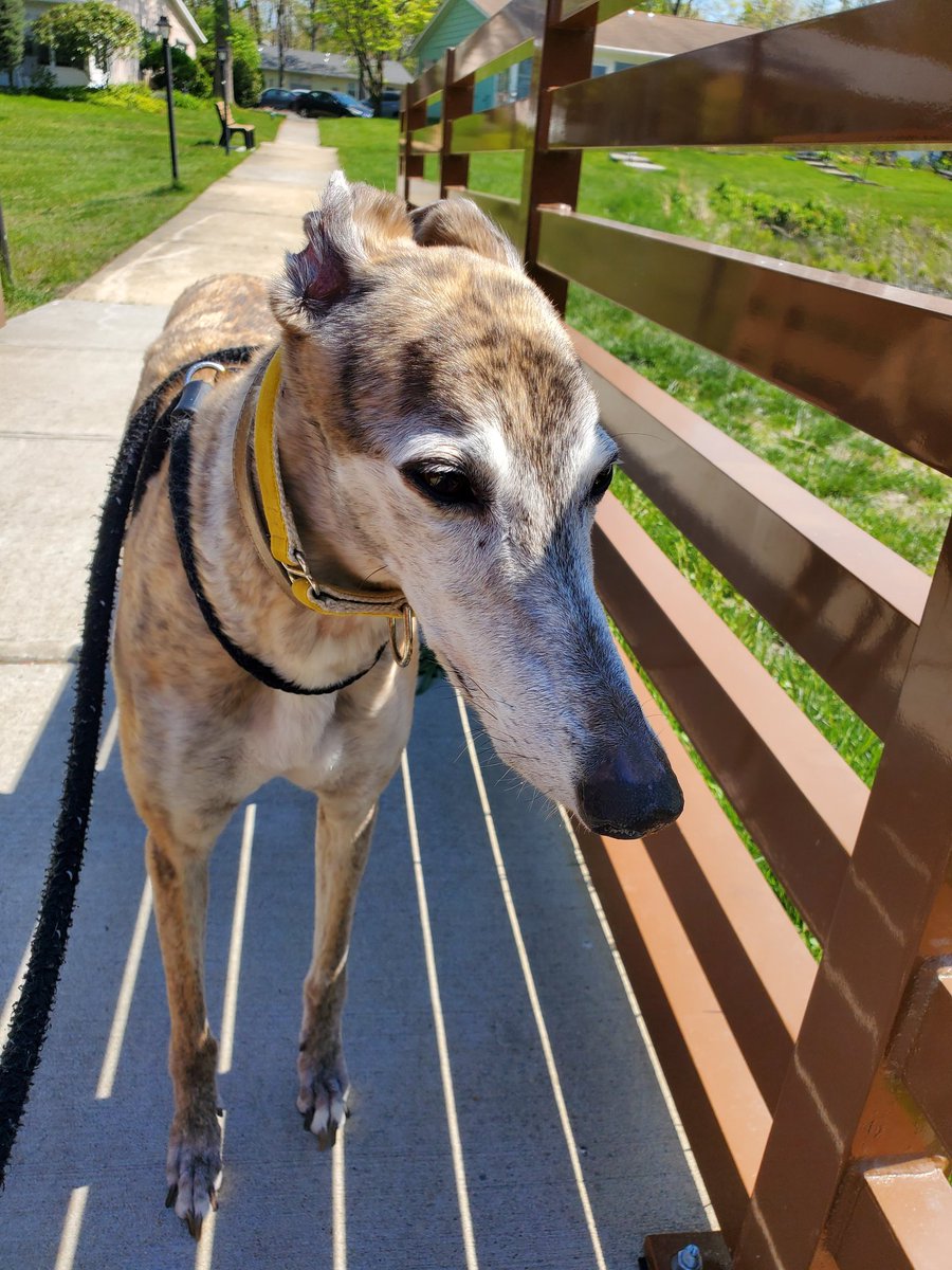 KarenGoeller's tweet photo. Just another afternoon walk...
#greyhound #nj https://t.co/AGfb3S1Ddk