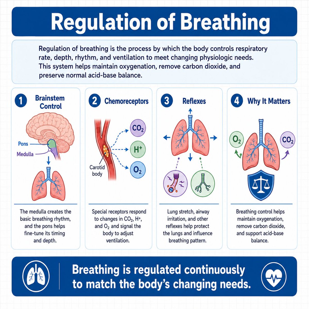 Regulation of breathing is the process by which the body controls respiratory rate, depth, rhythm, and ventilation to maintain oxygenation, carbon dioxide removal, and acid-base balance. respiratorytherapyzone.com/regulation-of-…
