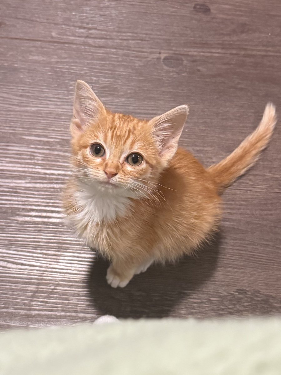 frootflai's tweet photo. @tru_fru Everyone meet Eloise https://t.co/M379BRdFPb