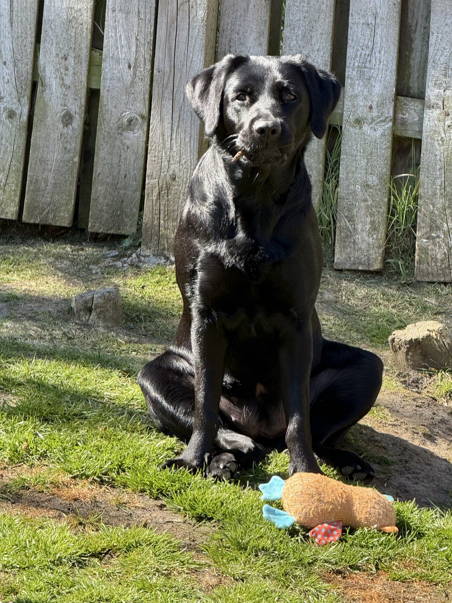 devros01's tweet photo. @tru_fru Dottie black lab born with no tail so sits right on her touché 😊 https://t.co/htKPiQFGMh