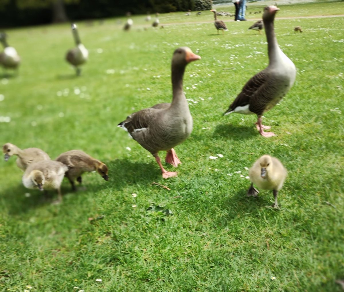 JMStockdale's tweet photo. I've had a lovely birthday today - out for a walk round Clumber Park with Clive and little Heidi. And yes, we had cake. Twice! 😬 https://t.co/MUpsNXKaL6