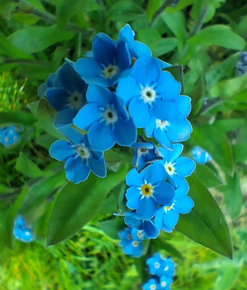 CarolineAshurst's tweet photo. Beautiful Forget-me-nots on my walk in Tideswell Dale
#Wildflowers 
#TwitterNatureCommunuty https://t.co/nVpBZsvMcL