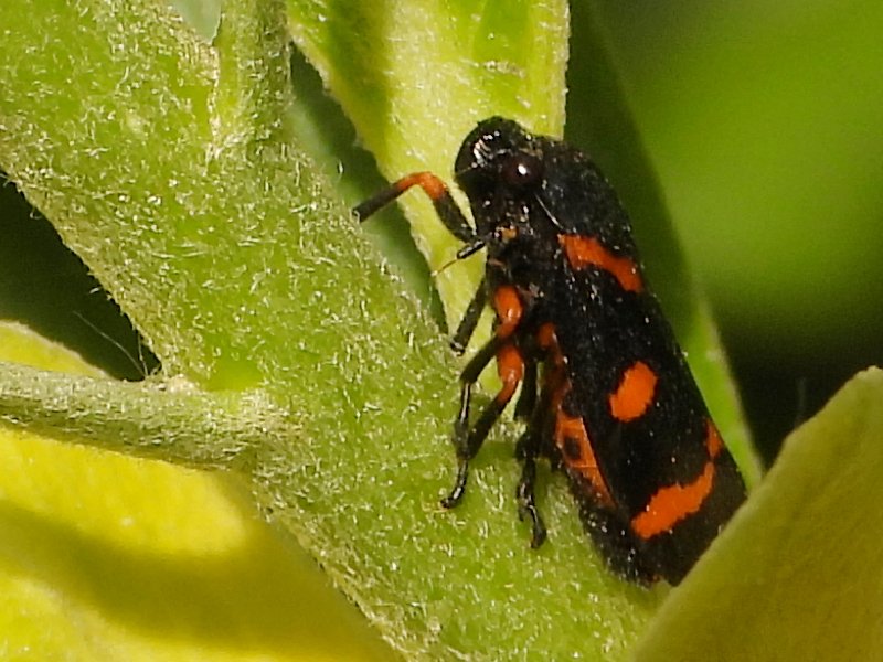 Animalandia_CM's tweet photo. Inventario visual 2026. Abril. 1ª parte, invertebrados, en el blog de Animalandia:
https://t.co/sz6Wu1wd2n
En las imágenes: Cercopis intermedia, Coenosia tigrina, Evarcha jucunda y Neomyia cornicina. https://t.co/taMutUG0tK
