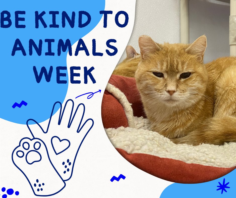 BlindCatRescue's tweet photo. Be kind to cats: keep them indoors, scoop the litter, adopt don't shop, and respect their "no." Small actions = huge love. 🐱💕 #BeKindToAnimalsWeek #CatKindness https://t.co/M9e1RbcxAd