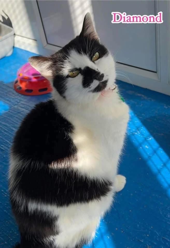 New Start Cat Rescue🐾💜🐾 tweet media