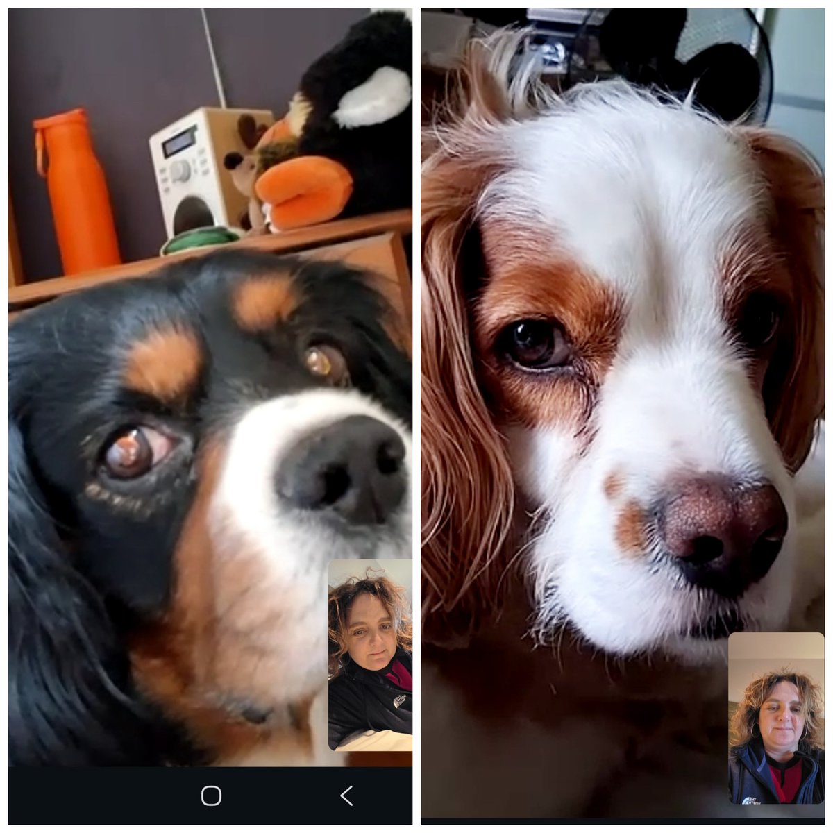 runawaygirl248's tweet photo. Whats app call wirh the boys this evening ππ₯°
#cavpack
#workingaway https://t.co/wUTZfN2mUb