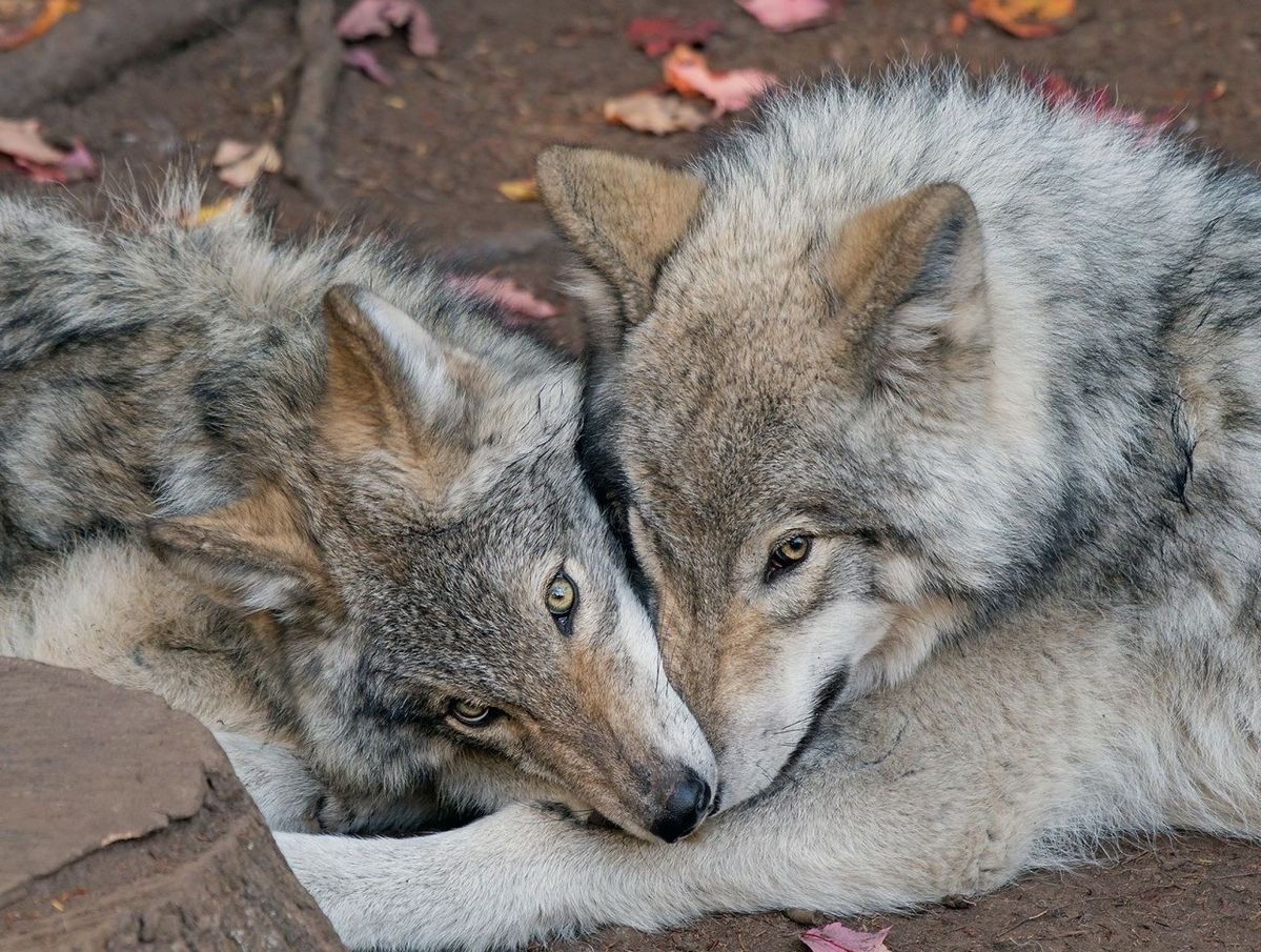 Wolf tweet media
