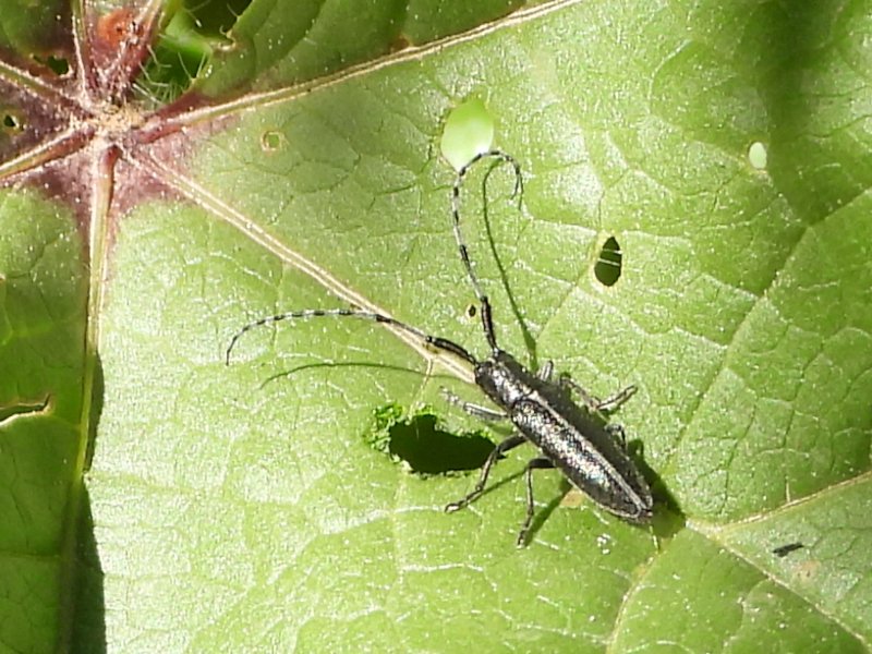 fernandolison's tweet photo. Inventario visual 2026. Abril. 1ª parte, invertebrados, en el blog de Animalandia:
https://t.co/KUMUMVCpt5
En las imágenes: Agapanthia suturalis, Dasyscolia ciliata, Frontinellina frutetorum, Neomyia cornicina https://t.co/mnp96o8mhs
