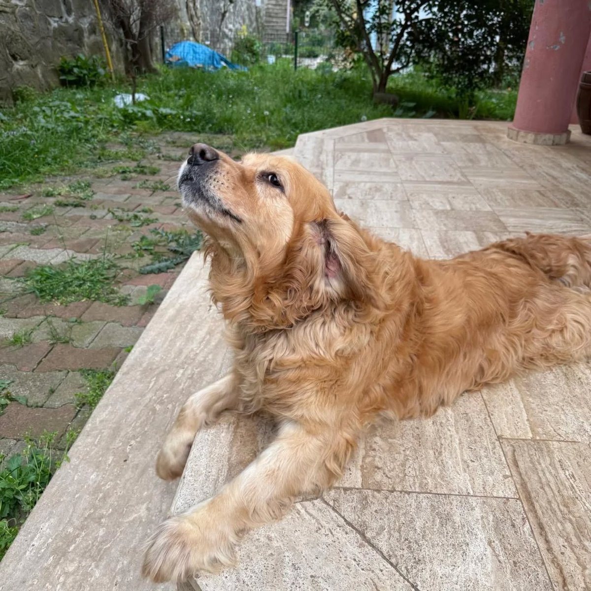 zllktlr's tweet photo. "Golden retriever  Shiva yuva arıyor.
Dişi ve kısır. 4 yaşında. Uysal , tüm canlılarla arası güzel.
İletişim ( +90 532 785 96 74 )
Trabzon  https://t.co/olqxRsuGov https://t.co/wqlO5ErEMM