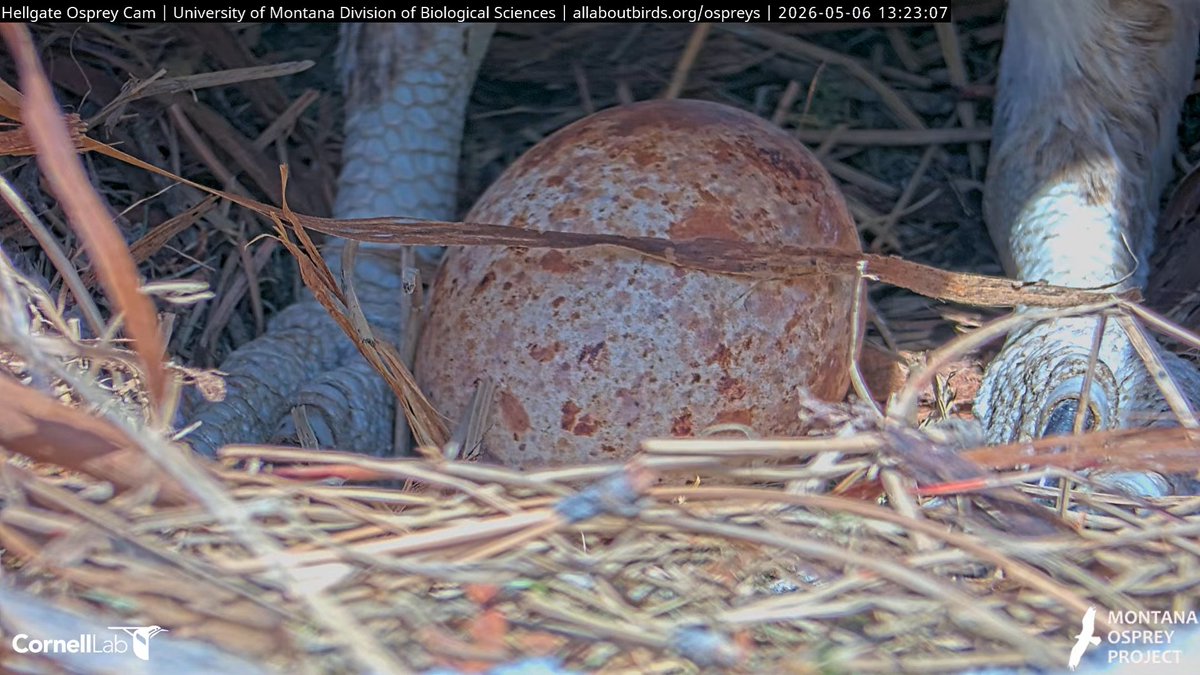 Hellgate Osprey tweet media