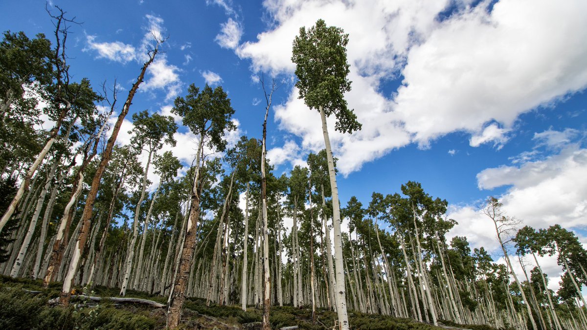 giveashitnature's tweet photo. The largest organism on Earth might be a single quaking aspen tree in central Utah. And it's dying.

It's called Pando, Latin for "I spread." Above ground, it looks like a normal forest: 47,000 individual aspen trunks covering 106 acres, the trembling green leaves rustling in the wind that gives the species its name. 

Below ground, every one of those trunks is connected to a single shared root system. They're genetically identical. They came from one seed.

Recent DNA analysis suggests Pando is between 16,000 and 80,000 years old. The individual trunks live 100 to 130 years, but the root system regenerates new shoots as old ones die. The organism keeps going.

Until recently. Pando is dying, and we know exactly why.

About a century ago, ranchers and trappers eliminated wolves, bears, and cougars from the area. Without predators to keep them in check, mule deer and elk populations exploded. 

Those animals love to eat aspen saplings. They've been eating Pando's new shoots faster than the root system can produce replacements. The mature trunks are aging out, and there are no young trees coming up behind them.

Researchers have proven the cause beyond doubt by building fenced enclosures around sections of Pando. Inside the fences, where deer and elk can't reach, young aspens grow back vigorously. Outside the fences, the decline continues.

Pando survived the last ice age. It survived as many as 80,000 years of weather, fire, drought, and disease. What's killing it is the absence of predators we removed in a single human lifetime.

The fix is known. Restore predators, fence sections of the grove, manage deer and elk populations more aggressively. 

The challenge is political, not biological. 

The largest single living thing on Earth is being eaten alive by an ecological imbalance we created, and saving it requires accepting that "wilderness" doesn't manage itself once we remove the pieces that did.