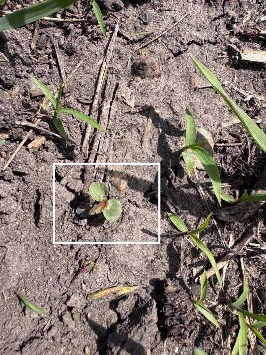 ISU NC Crops tweet media