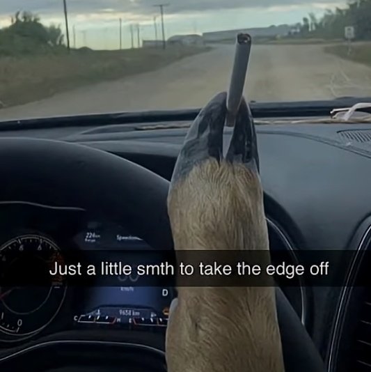 emirr/alešš 🦴🐾 tweet media
