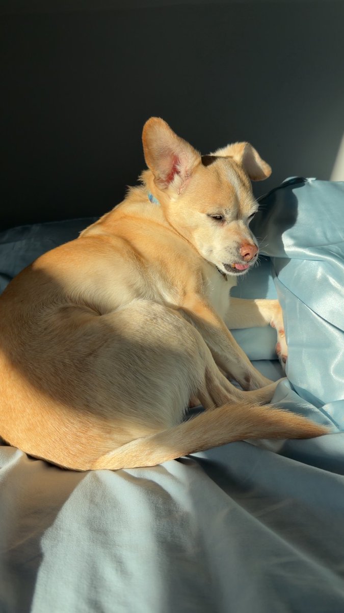 zaconax's tweet photo. @tru_fru This my baby Coda 🥰 https://t.co/cBIQe4UbZ2