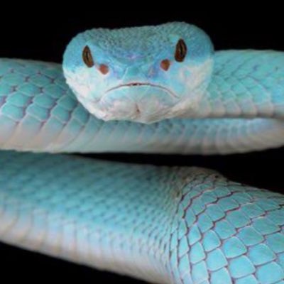 Snake_Reptiles's tweet photo. #NewProfilePic https://t.co/0FrRuMo45n